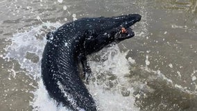 Texas fishermen reel in rare black alligator gar: 'Wild experience'