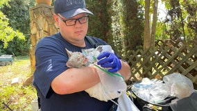 Cat rescued from fire; paramedic gives it oxygen