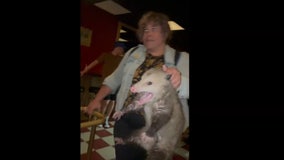 Alaskan woman removes opossum from Brooklyn bar