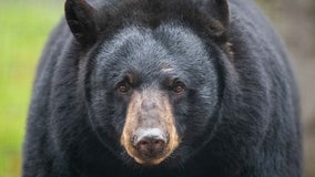 Bear shooting in Newtown, Conn. investigated