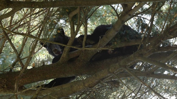 Black bear relaxes in tree in Albany park