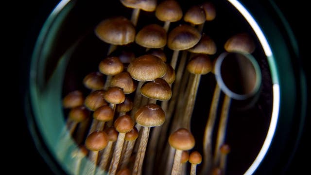 NY lawmakers propose bills to decriminalize, study psychedelics