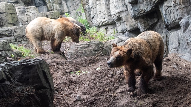 3 grizzly bears now on display at Central Park Zoo