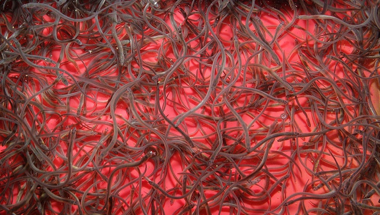 FILE - Baby eels in Maine.