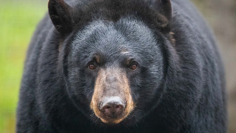 File- a black bear (Getty images0