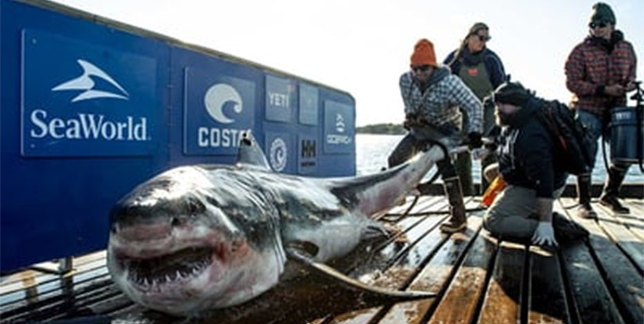 1,000 pound great white shark named Ironbound pings off New Jersey