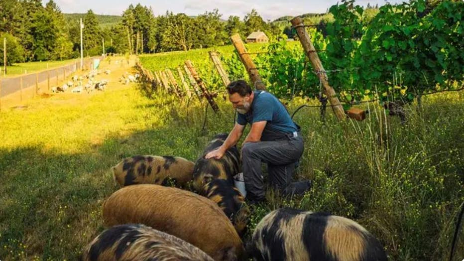 Antiquum-Farm-owner-and-farmer-Stephen-Hagen-with-the-Kune-Kune-grazing-pigs-in-Junction-City-Oregon.-The-pigs-are-native-of-New-Zealand.jpg