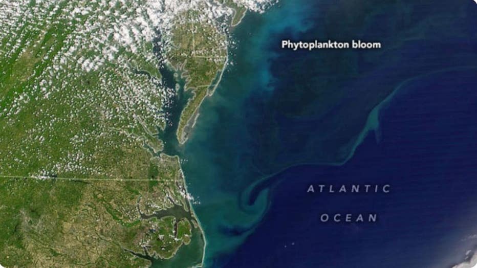Cool waters and abundant sunlight helped produce a widespread phytoplankton bloom off the mid-Atlantic.