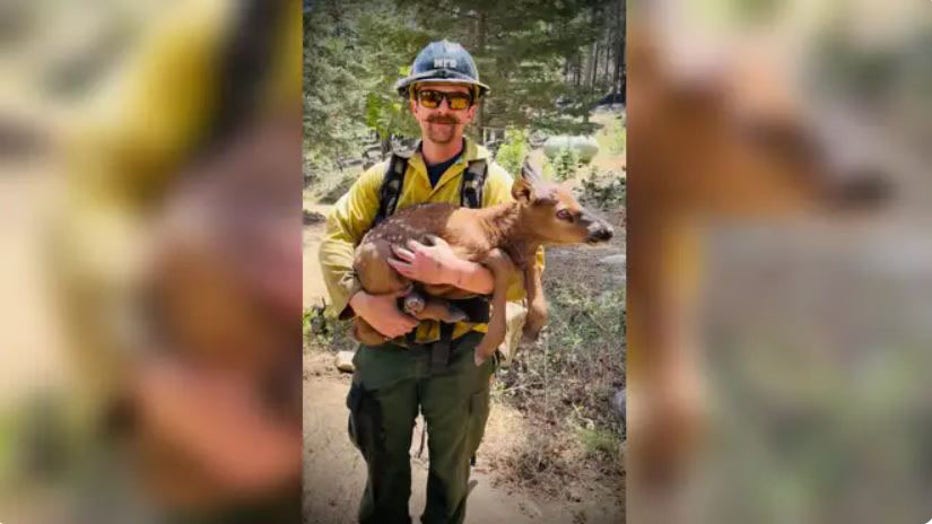 Firefighters baby elk rubble