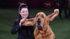 PHOTOS: Westminster dog show winner Trumpet the Bloodhound makes history