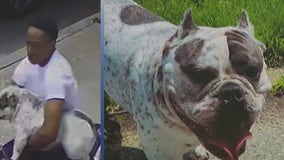 Video: Thief on scooter steals dog in Queens