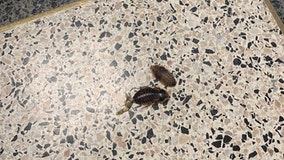 Cockroaches released during court hearing