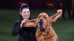 PHOTOS: Westminster dog show winner Trumpet the Bloodhound makes history