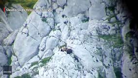 Fighting bears tumble down mountain in Spain