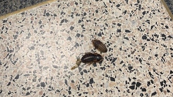 Cockroaches released during court hearing