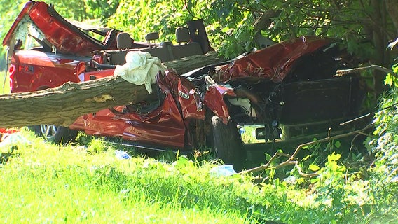 Tree kills man on NY highway