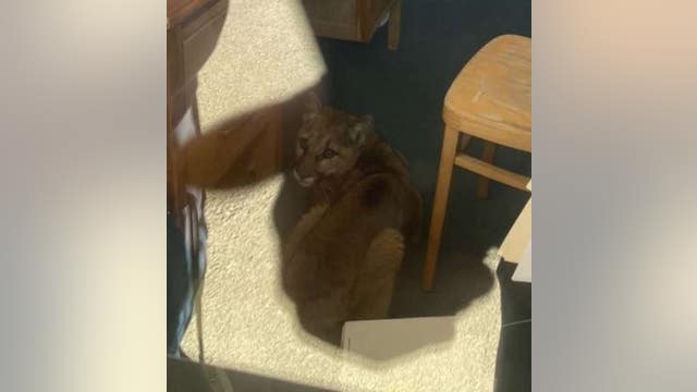 Mountain lion safely removed from English classroom at Pescadero High School