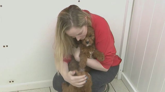 NY pet shops balk at ban on selling dogs, cats, rabbits