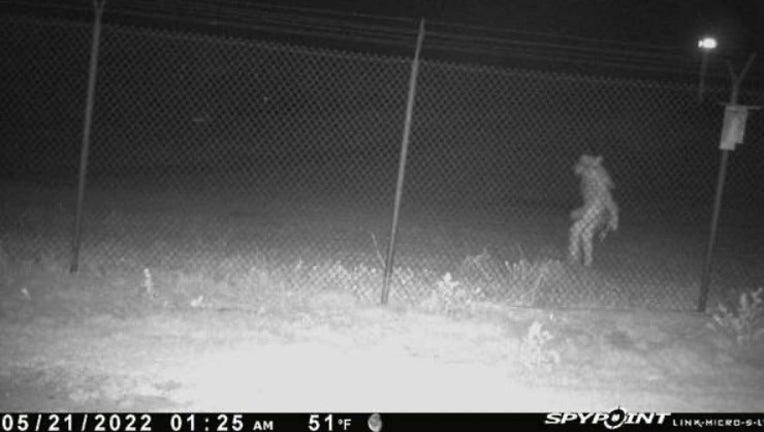 Mysterious figure spotted in Amarillo Zoo (Photo courtesy of City of Amarillo)