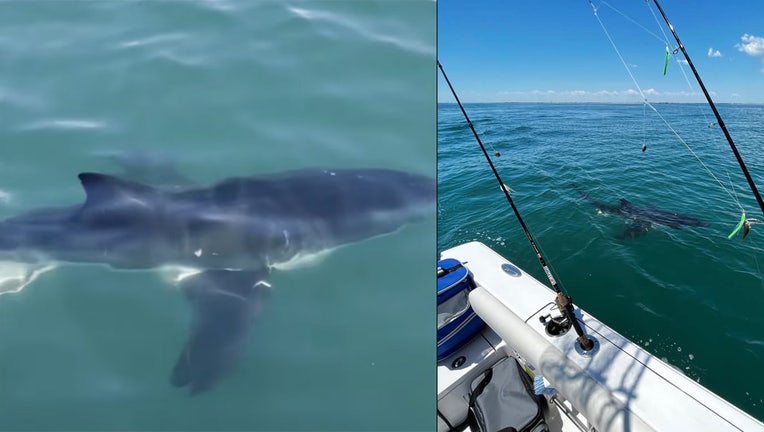 1,000-pound great white shark spotted off New Jersey shoreline