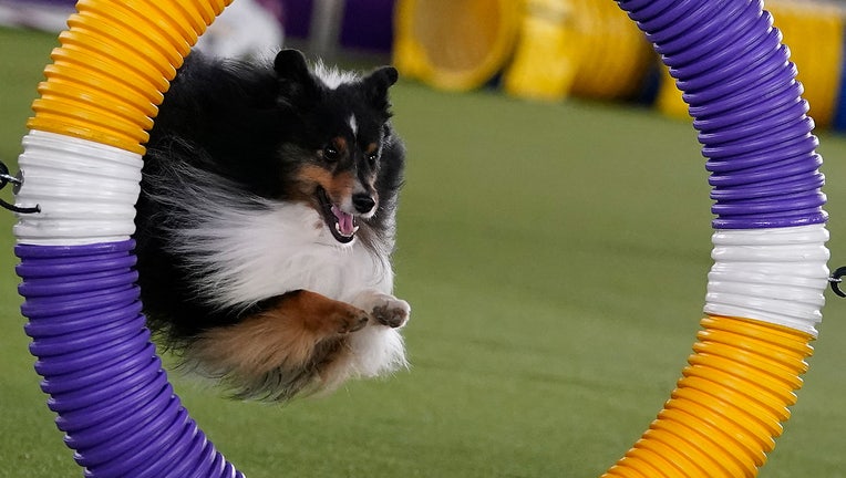 A dog competes in the 9th annual Masters Agility Championship during the 146th Westminster Kennel Club Dog Show at the Lyndhurst Mansion in Tarrytown, New York, on June 18, 2022. ( (Photo by TIMOTHY A. CLARY/AFP via Getty Images)