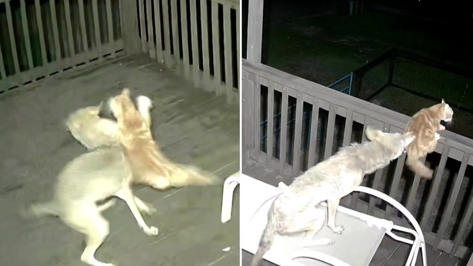 cat-coyote-split.jpg