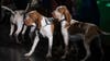 American Kennel Club adds new breed, the bracco Italiano