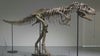 76-million-year-old Gorgosaurus skeleton to be auctioned