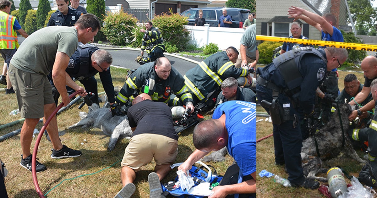 Woman and 3 dogs rescued from Long Island house fire | FOX 5 New York