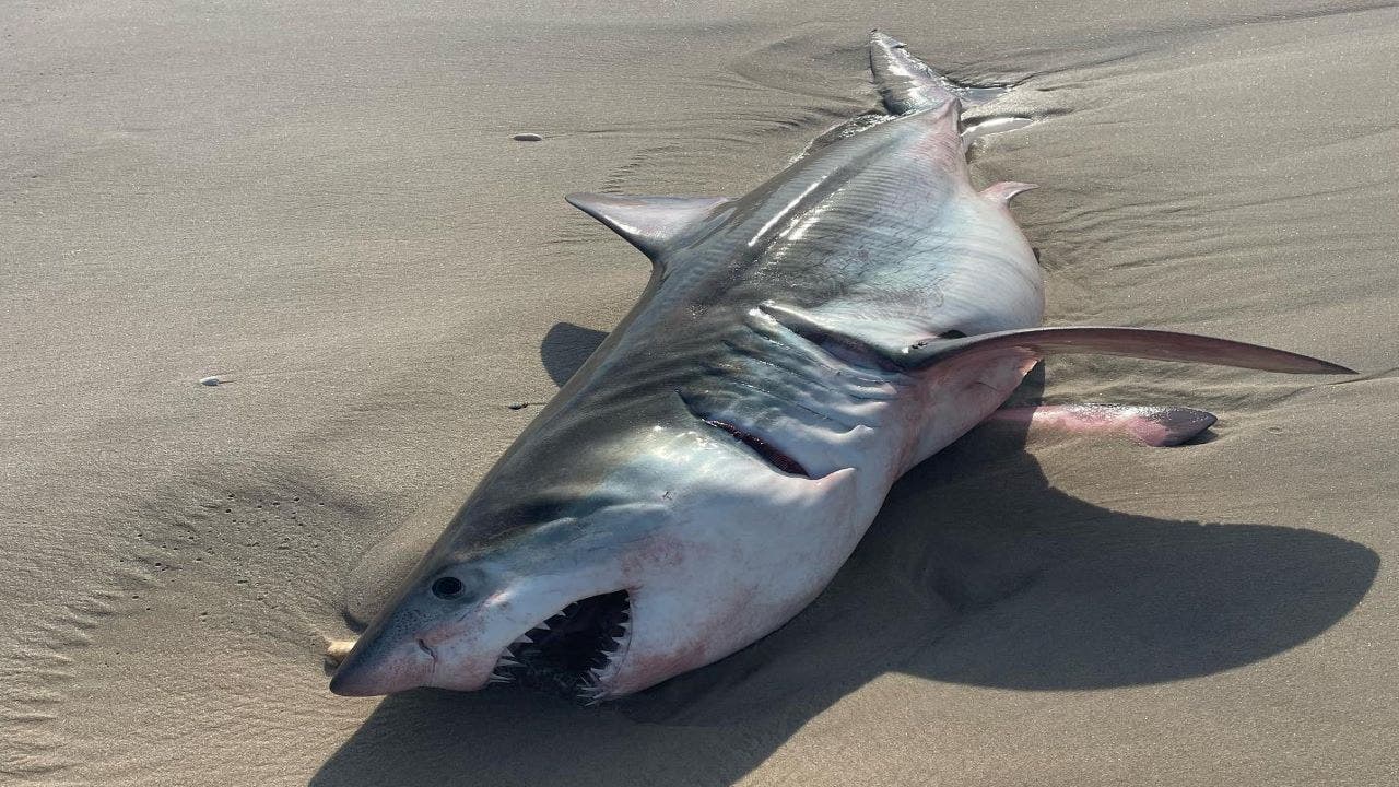 Great White Shark Washes Ashore On Long Island | FOX 5 New York