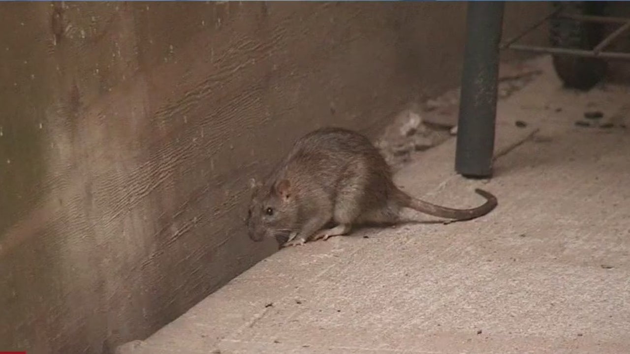 City council members unveil fivepoint plan to fight NYC's rat problem