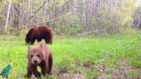 Watch: Bear cub in Northern Minnesota being a 'twerp,' attacks trail camera