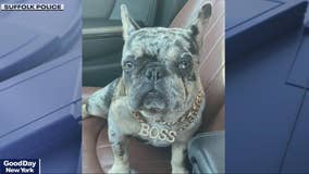 Long Island dognappers steal seven French Bulldogs during burglary