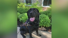 Long Island woman's guide dog dies after being left in van