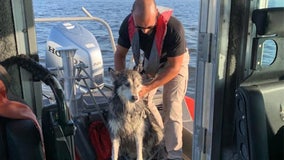 Dog rescued from ocean more than a mile off New Jersey coast