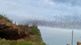 Video captures 'endless river of bats' pouring from cave in Mexico
