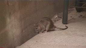 City council members unveil five-point plan to fight NYC's rat problem