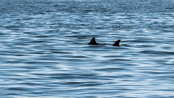Why shark sightings are more common at New York beaches