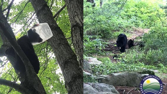 Rescuers save bear cub with head stuck in plastic jug in Connecticut