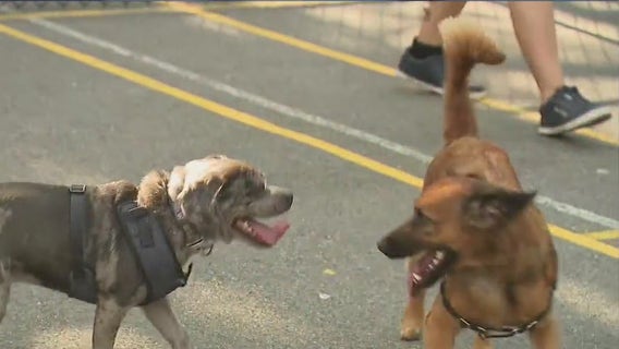 Queens dog run opens