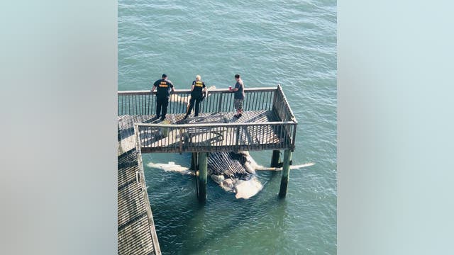 Body of humpback whale washes up in Cape May County