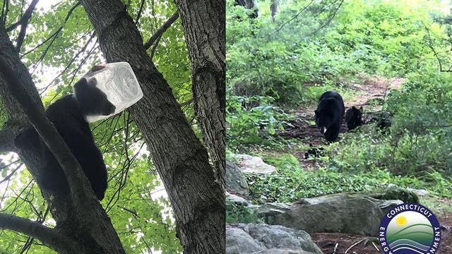 Rescuers save bear cub with head stuck in plastic jug in Connecticut
