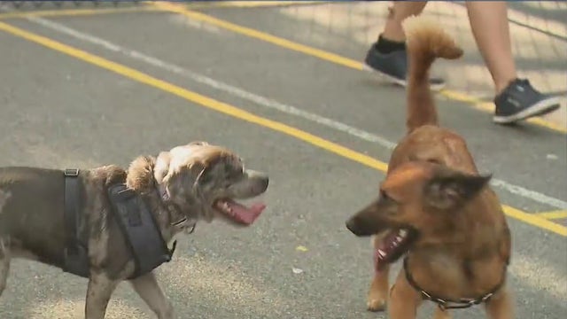 Queens dog run opens