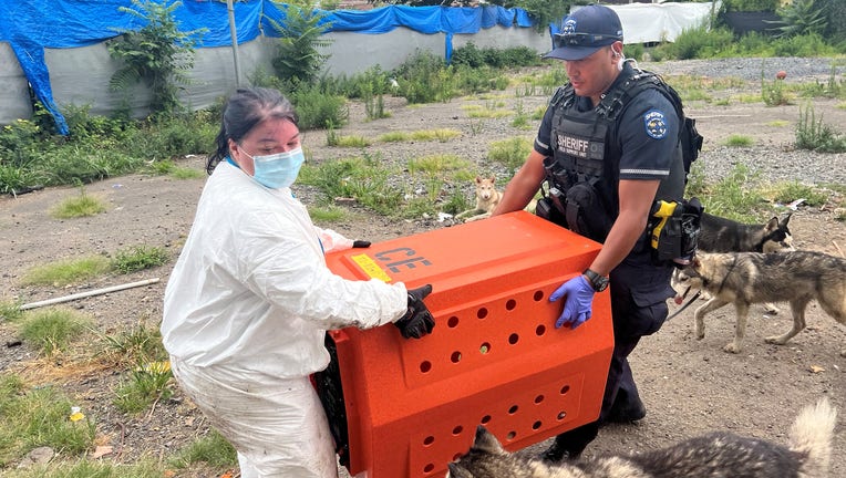 Staten Island animal cruelty complaint leads to rescue of over 20 dogs, puppies Staten Island animal cruelty complaint leads to rescue of over 20 dogs, puppies