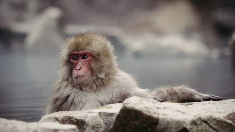 Eastern town on the lookout for wild monkeys after just about 40 other folks attacked Eastern town on the lookout for wild monkeys after just about 40 other folks attacked