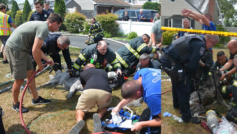 Suffolk County Police released photos of the dogs receiving medical care.