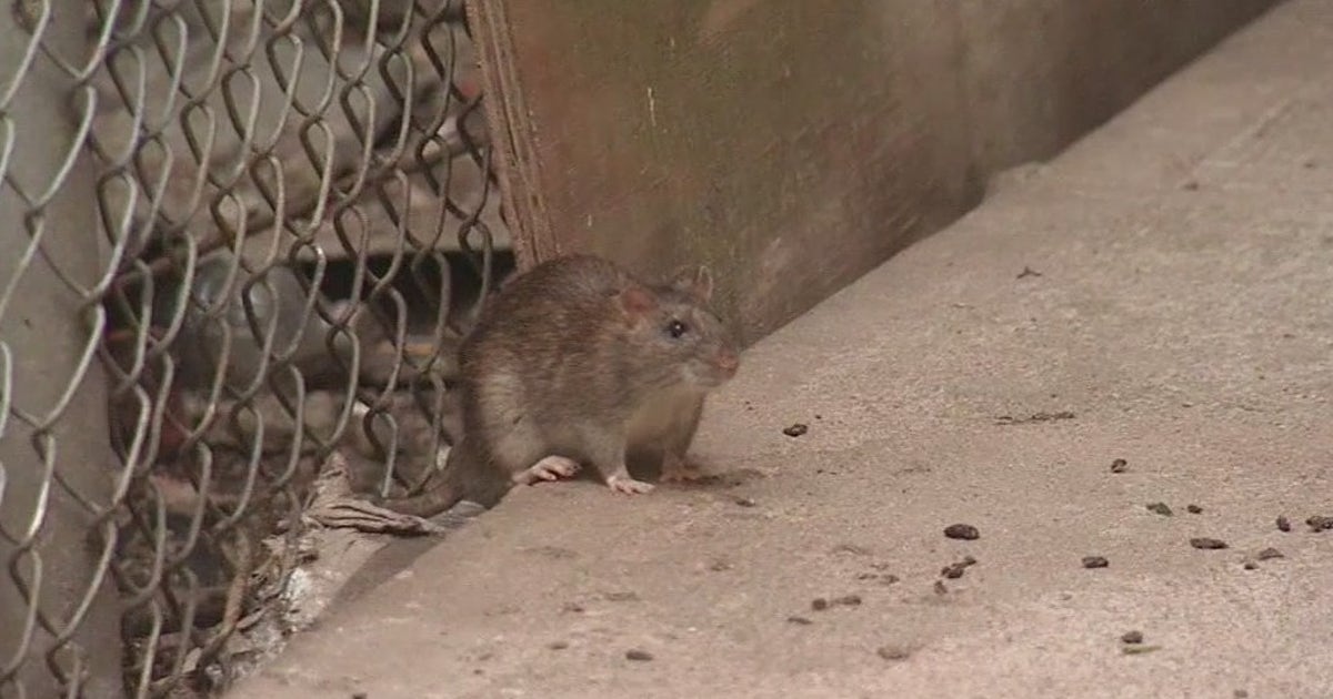 Huge increase in NYC rat sightings | FOX 5 New York