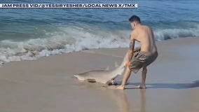Video: Man wrestles with shark on Fire Island beach