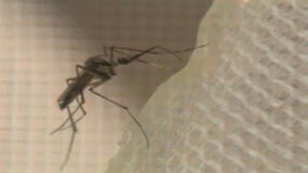 West Nile virus returns to Long Island