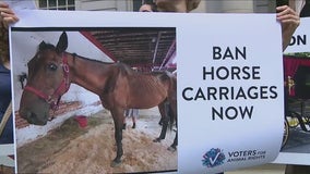 Rally calls for end to carriage horse rides in NYC